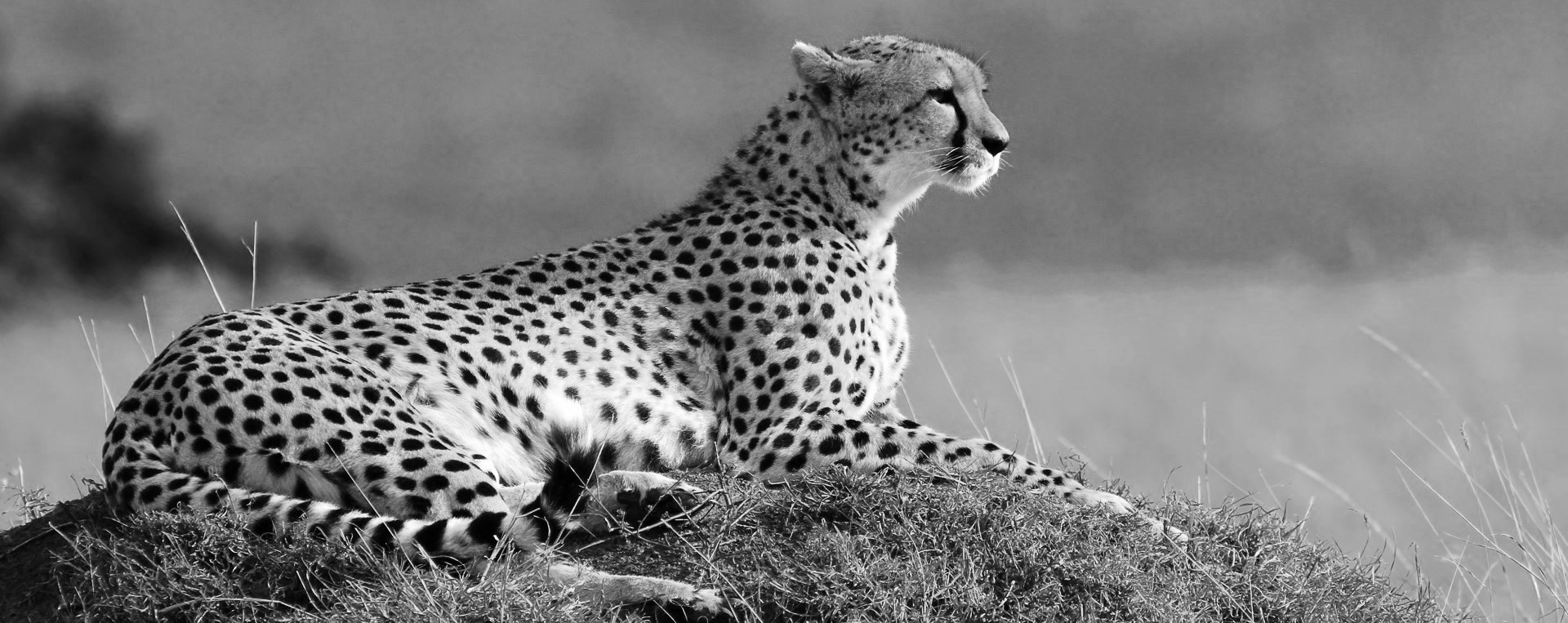 Cheetah